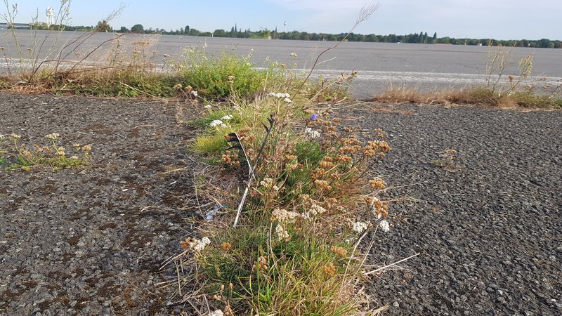 Wildnis im Asphalt